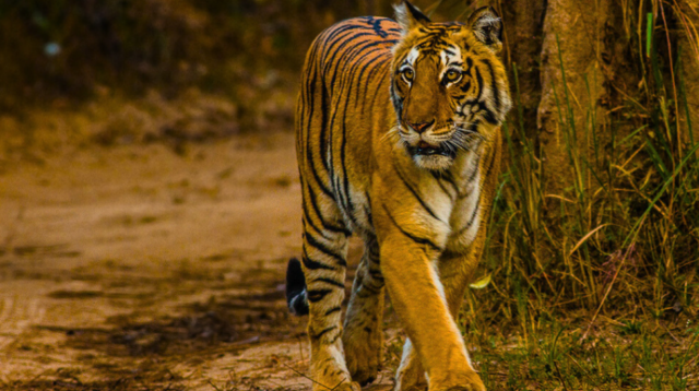 Tiger Conservation in Uttarakhand